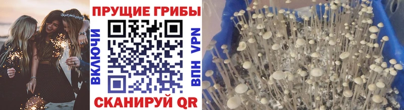 мориарти клад Александровск Псилоцибиновые грибы мухоморы